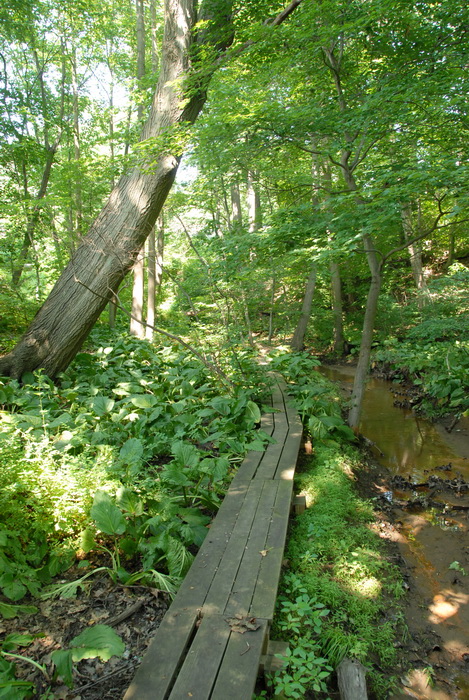 boardwalk, ground cover, marsh, stream, trail, trees, woods, water