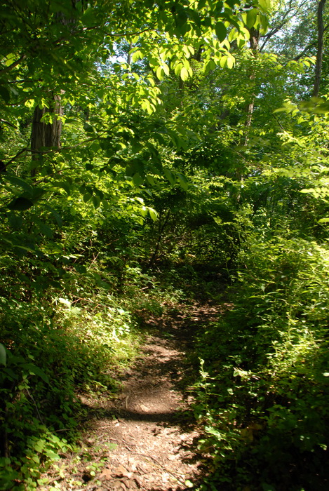 trail, path, woods, trees, ground cover