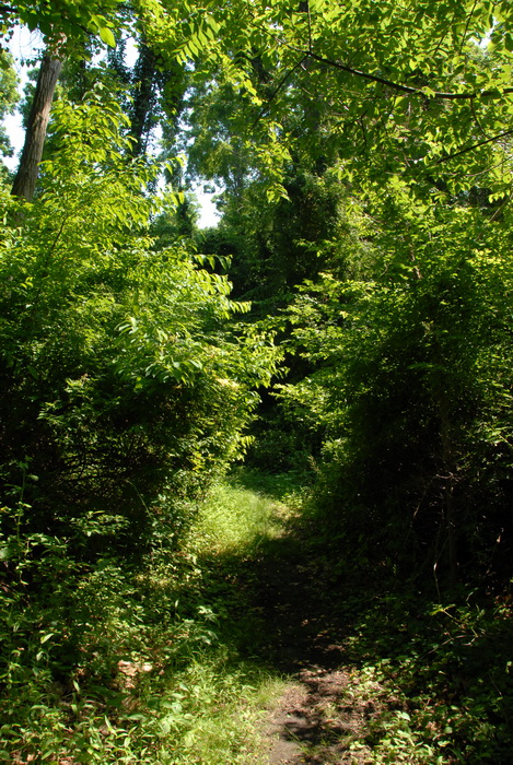 trail, path, woods, trees, ground cover