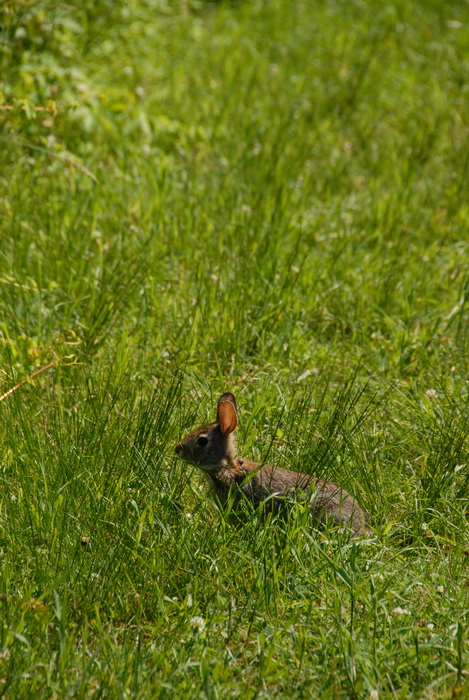 grass, bunny, rabbit