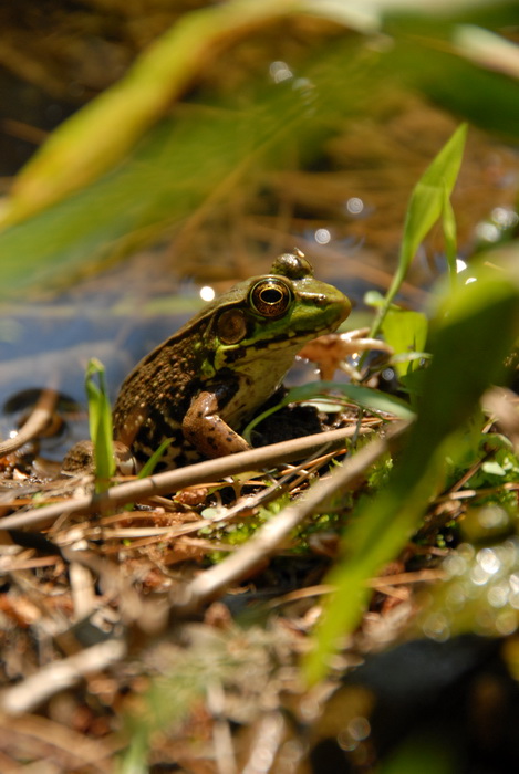 frog, grass, pond, water