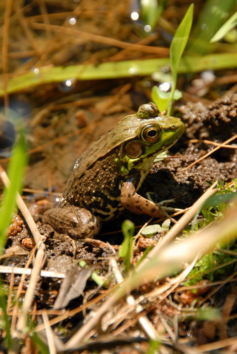 frog, grass, pond, water