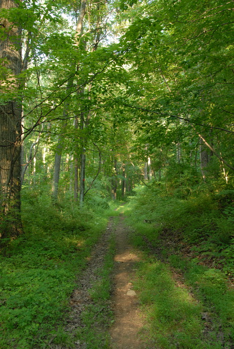 dirt path, dirt trail, ground cover, path, trail, trees, woods