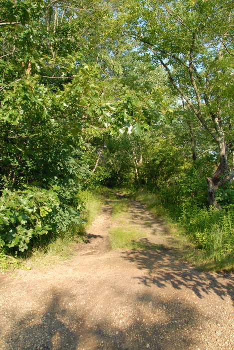 trees, fgrass, pdirt path