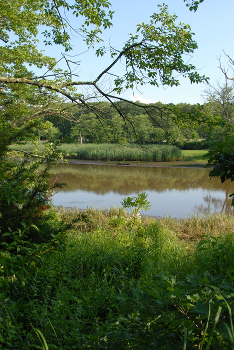 marsh, river, riverbank, trees, under growth, water
