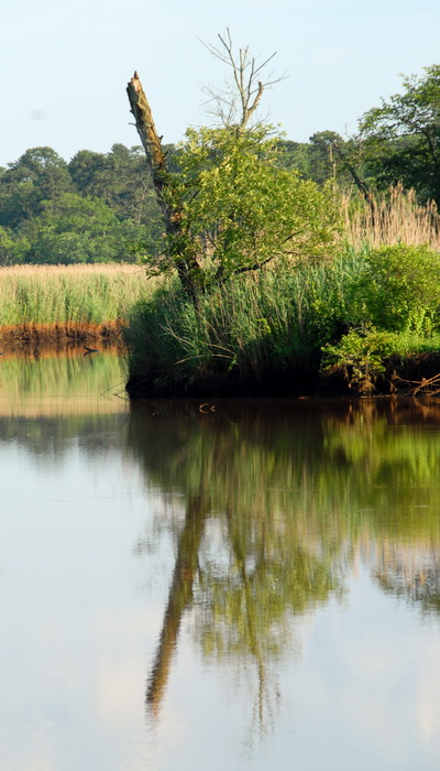 marsh, reflection, river, tree, water
