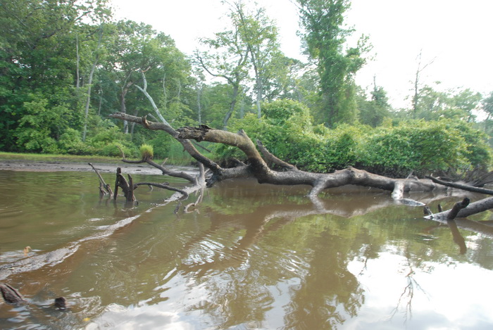 down tree, river, trees, water