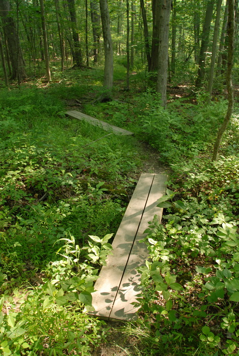 dirt path, dirt trail, ground cover, path, trail, trees, woods, wood bridge
