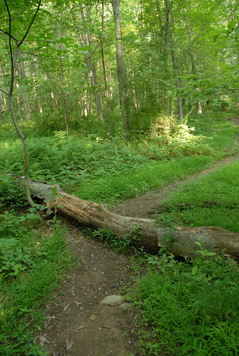 dirt path, dirt trail, grass, ground cover, path, trail, trees, woods, log