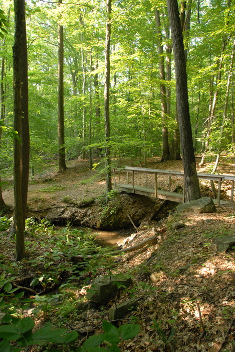 ground cover, dried stream, rocks, trees, woods, bridge