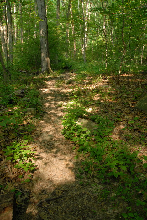 dirt path, dirt trail, path, trail, trees, woods, ground cover