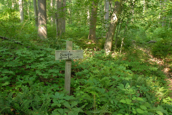 dirt path, dirt trail, ground cover, path, trail, sign, trail sign