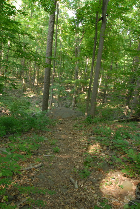 dirt path, dirt trail, ground cover, path, trail, Council Rock