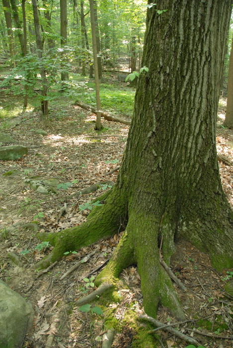 big tree, moss, leaves, woods
