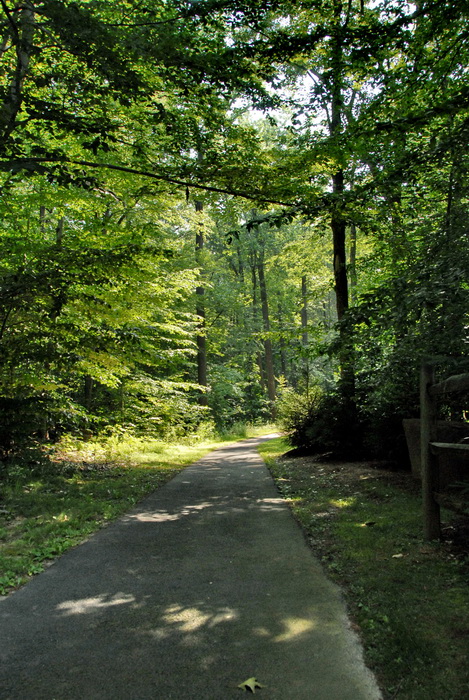 grass, paved path, trees, woods
