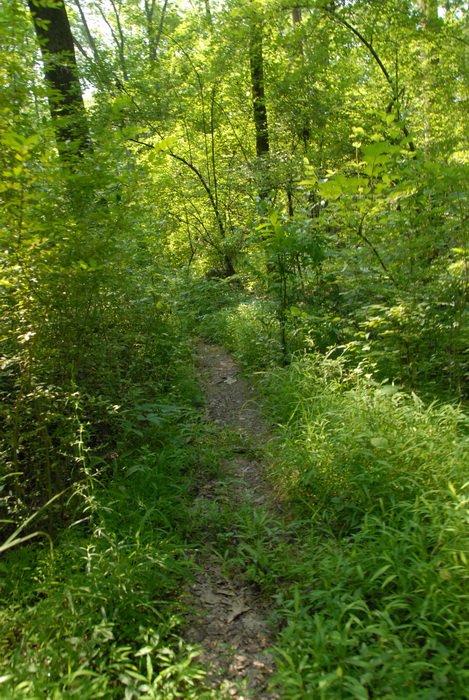 dirt path, dirt trail, ground cover, path, trail, over grown up weeds