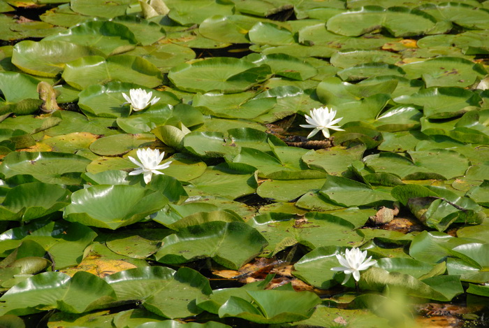 water, lilly pads, flowers
