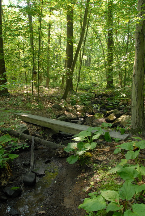 ground cover, path, trail, woods, trees, bridge
