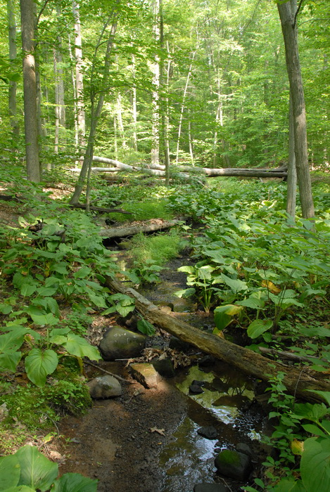 woods, trees, ground cover, water, stream, log
