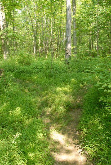 dirt path, dirt trail, ground cover, path, trail, grass