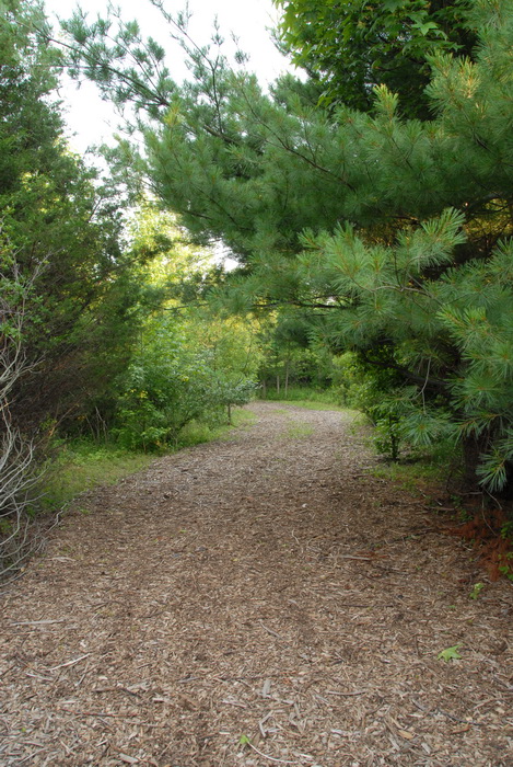 path, trees, wood chips
