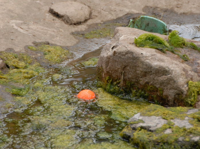swamp, water, puddle, algae, gold ball, gross, rock