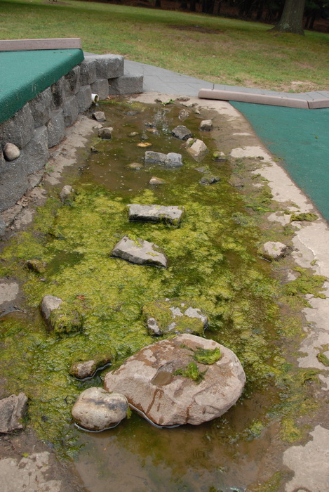 minigolf, water, puddle, obstacle, rock, algae, gross