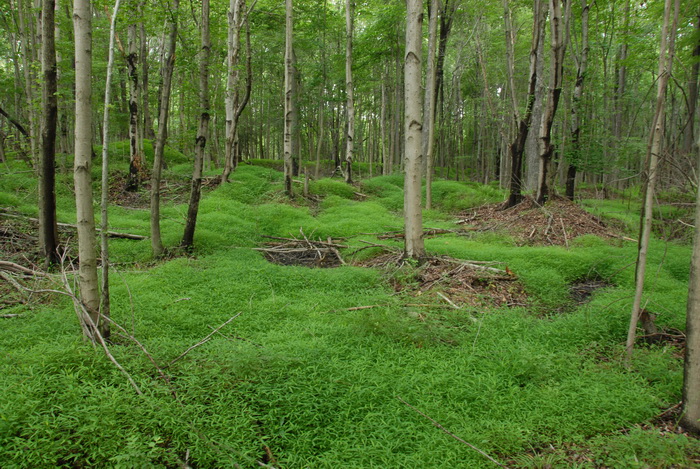 branches, ground cover, moss, mounds, sticks, trees, woods