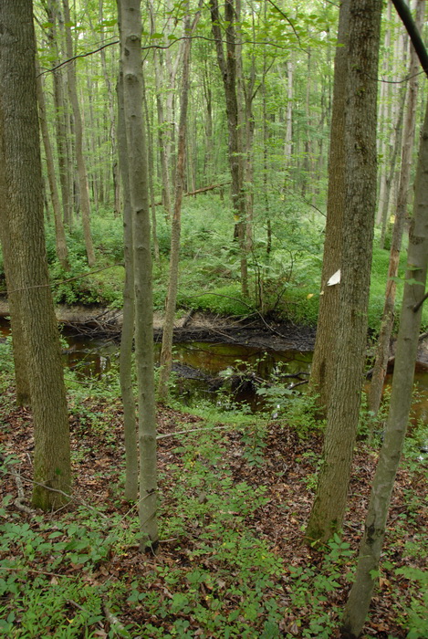 ground cover, murky, stream, trees, water, woods