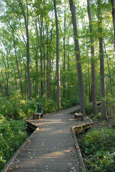 benches, boardwalk, ground cover, seating, trees
