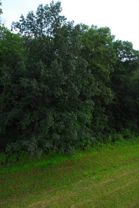 trees, field