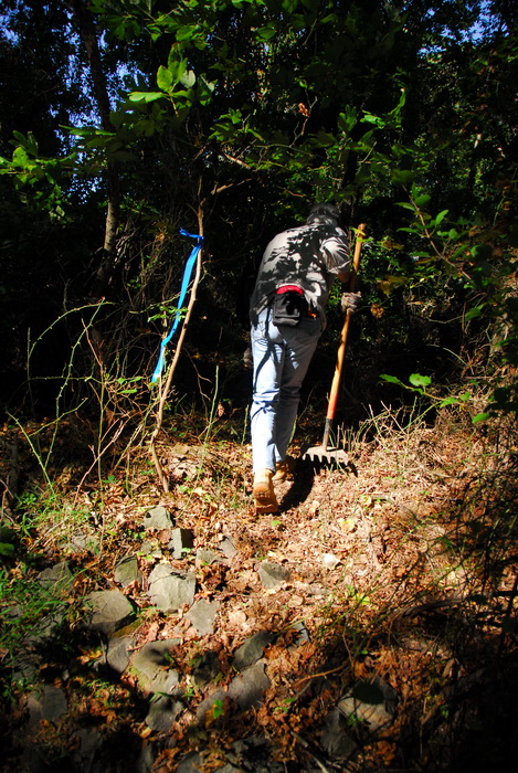 JORBA, S.M.A.R.T., leaves, trail day, trail maintenance, trees, woods, undergrowth