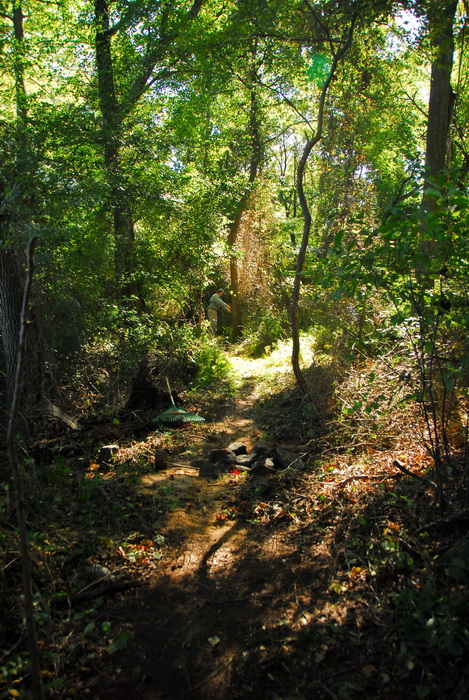 leaves, path, trails, trees, woods, undergrowth