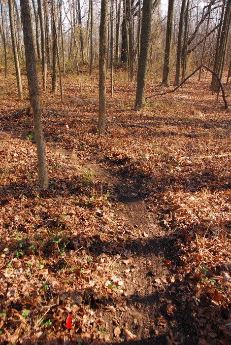 trees, woods, trail, bike path, dirt path