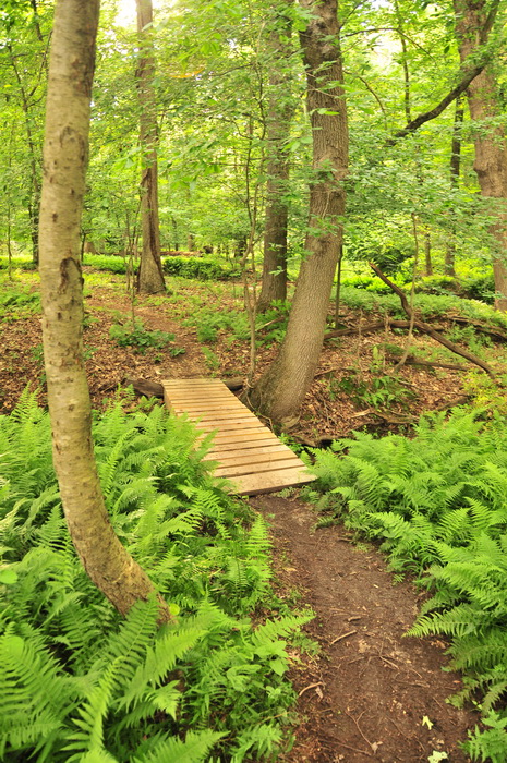 bridge, dirt, ferns, green, ground cover, path, trail, trees, Core Creek Park - PA