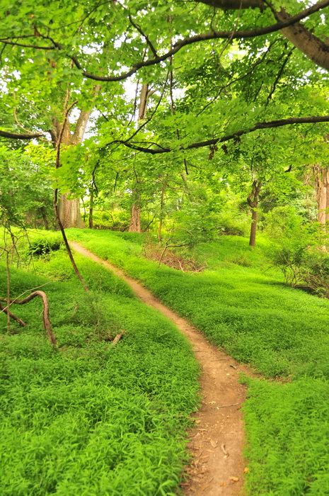 dirt, green, ground cover, path, trail, trees, turn, Core Creek Park - PA