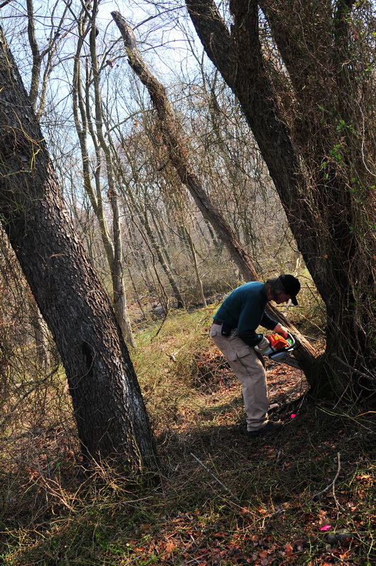 dead limb, new trail, saw, tools, trees, woods, Mercer County Park, JORBA Trail Day, March 2012