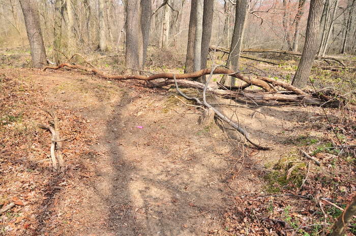 blclosed trail, logs, new trail, trail, trees, Mercer County Park, JORBA Trail Day, March 2012