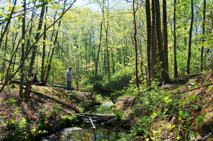 leaves, spring, stream, trail maintenance, trees, volunteer, water, woods, logs